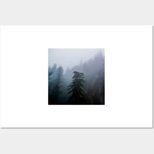 Pine Trees In A Forest Posters and Art